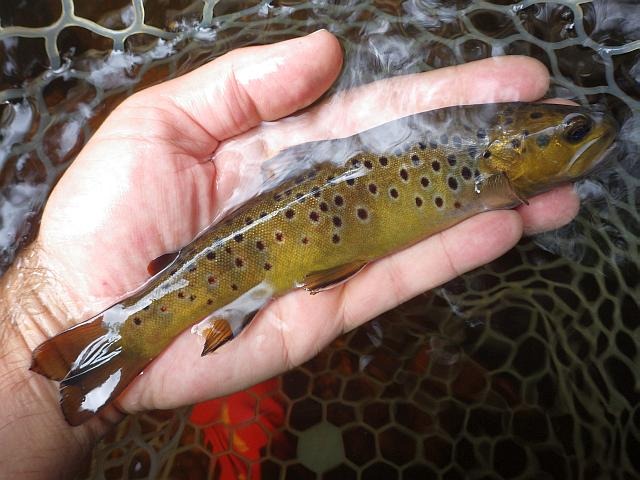 reportage pêche mouche france corrèze petite vézère