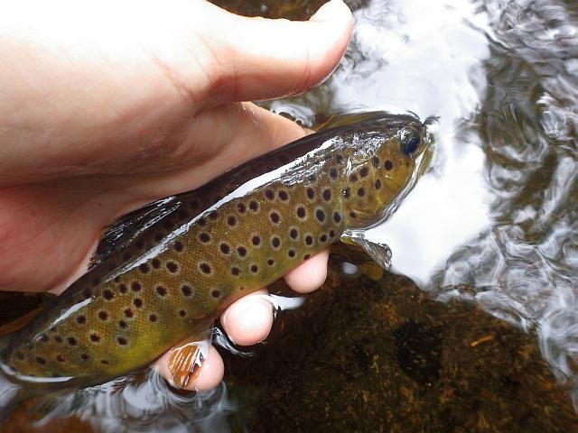 reportage pêche mouche france corrèze petite vézère