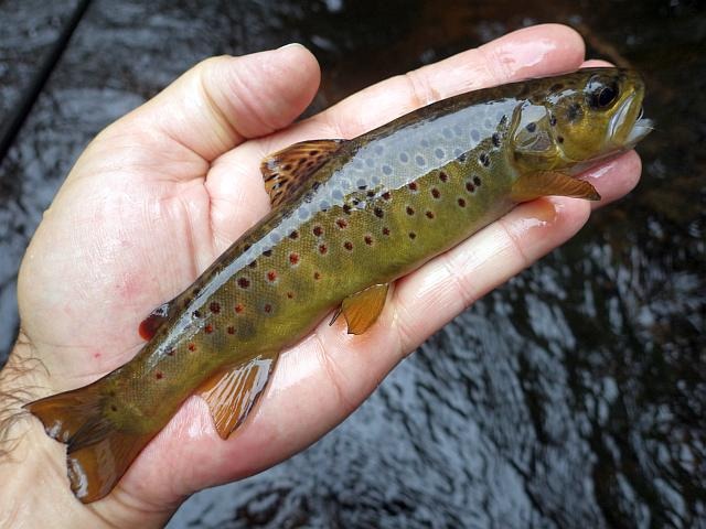 reportage pêche mouche france corrèze petite vézère