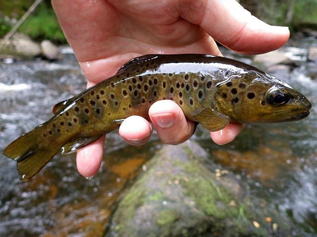 reportage pêche mouche france corrèze petite vézère