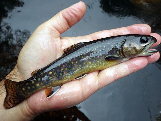 reportage pêche mouche france corrèze petite vézère
