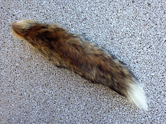 Avozetto webzine pêche mouche extraction rachis queue de renard