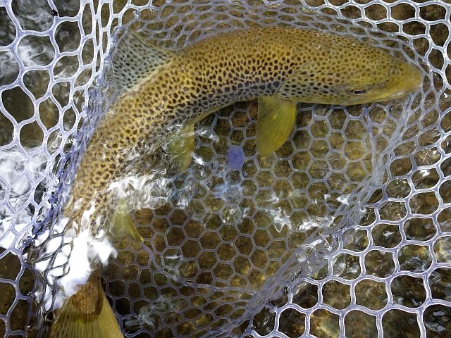 Reportage Saison Pyrénées-Atlantiques Avozetto Webzine Pêche Mouche