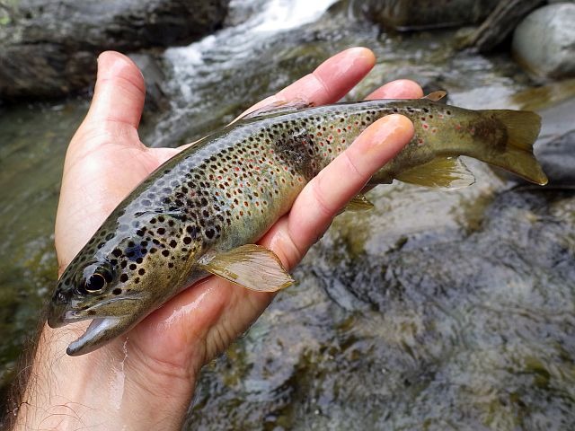 Reportage Savoie Avozetto Webzine Pêche Mouche