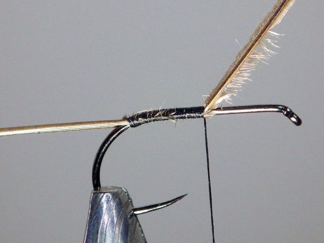 Montage sedge élastique