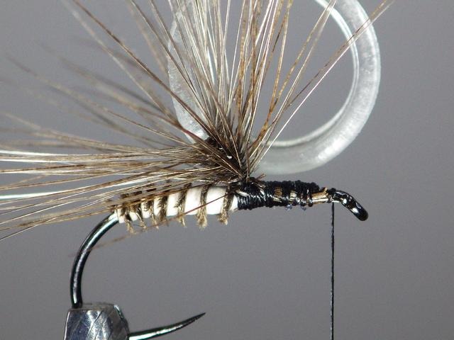 Montage sedge élastique