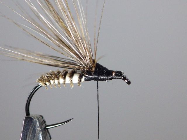 Montage sedge élastique