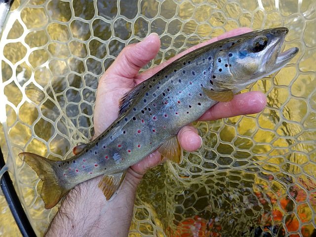 Reportage Siniq Aveyron Avozetto Webzine Pêche Mouche