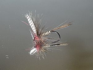 Imitation d'ecdyonurus par Avozetto Webzine Pêche Mouche