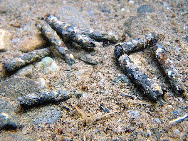 Avozetto Les vraies mouches Les trichoptères