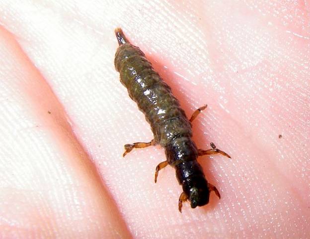 Avozetto Les vraies mouches Les trichoptères