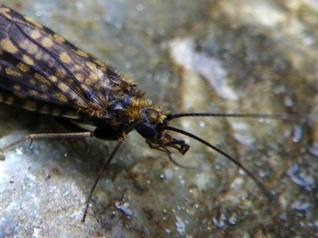 Avozetto Les vraies mouches Les trichoptères