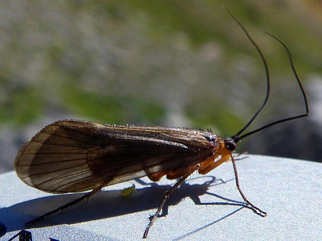 Avozetto Les vraies mouches Les trichoptères