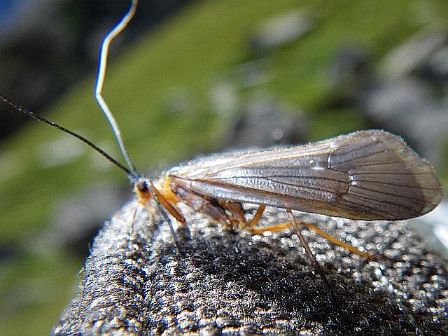 Avozetto Les vraies mouches Les trichoptères