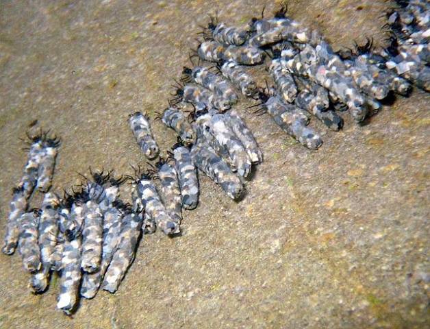 Avozetto Les vraies mouches Les trichoptères