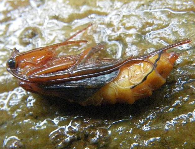 Avozetto Les vraies mouches Les trichoptères