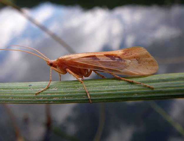 Avozetto Les vraies mouches Les trichoptères