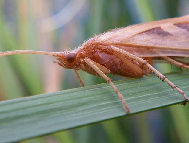 Avozetto Les vraies mouches Les trichoptères