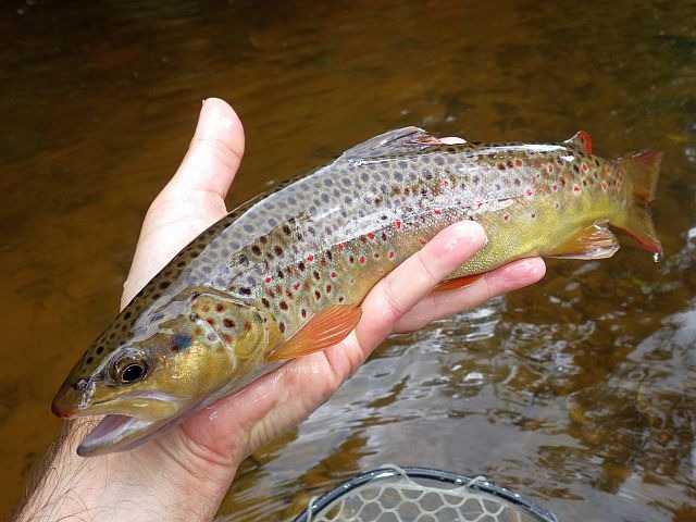 Reportage Arcueil dépt Cantal Avozetto Webzine Pêche Mouche