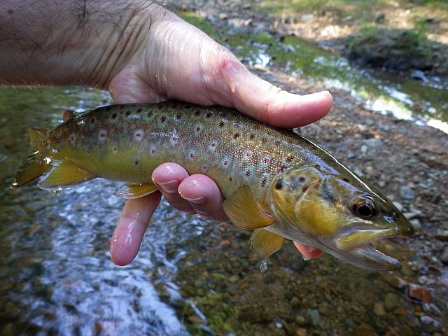 Reportage Azergues Rhône Avozetto Webzine Pêche Mouche