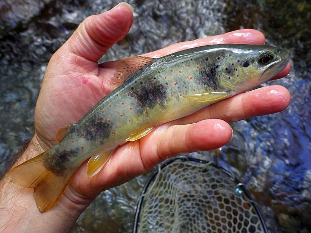 Reportage Caïros Dépt Alpes-Maritimes Avozetto Webzine Pêche Mouche