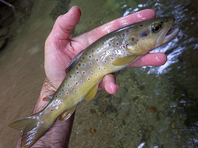 Reportage Gelon 2 Savoie Avozetto Webzine Pêche Mouche