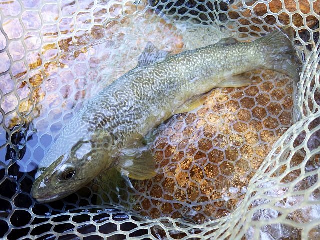 Reportage Koritnica Triglav Slovénie Avozetto Webzine Pêche Mouche