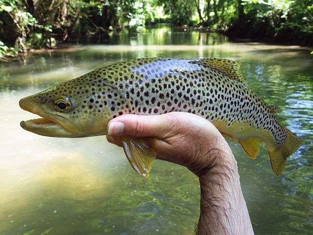 Reportage Laka Pyrénées-Atlantiques Avozetto Webzine Pêche Mouche