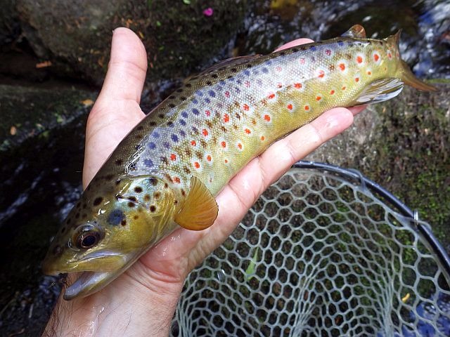 Reportage Lauch Haut-Rhin Avozetto Webzine Pêche Mouche