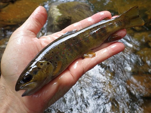 Reportage Lebot Aveyron Avozetto Webzine Pêche Mouche