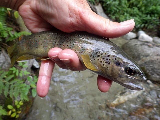 Reportage Lescherette Savoie Avozetto Webzine Pêche Mouche