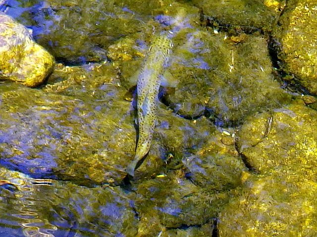Reportages sur la Padelle, dépt Ardèche par Avozetto