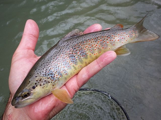 reportage risse haute savoie Avozetto webzine pêche mouche