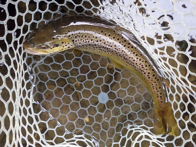 Reportage Tier Dépt Savoie Avozetto Webzine Pêche Mouche