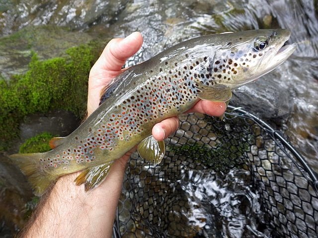 Reportage Giffre des Fonds dépt Haute-Savoie Avozetto Webzine Pêche Mouche