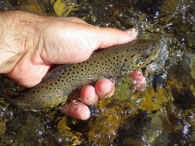 Reportage Vernette Département Savoie Avozetto Webzine Pêche Mouche