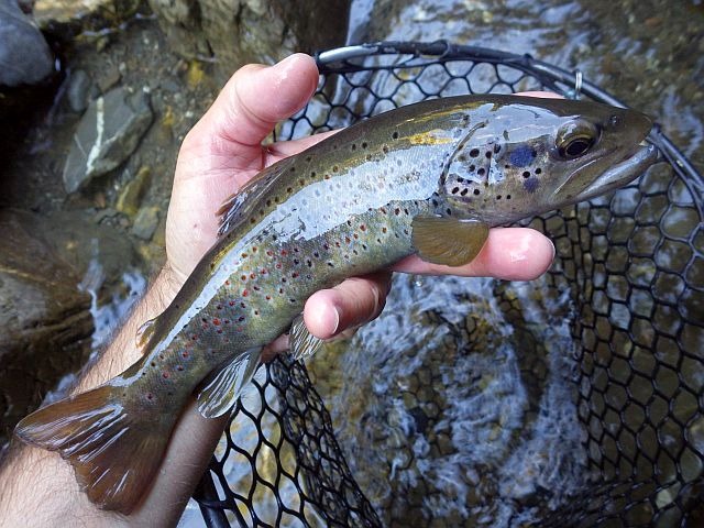 Reportage Arpettaz département Haute-Savoie Avozetto Webzine Pêche Mouche