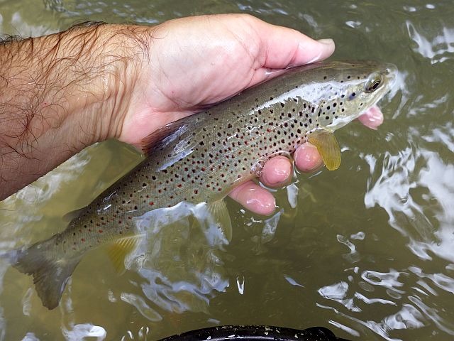 Reportage Foron de Fillinges Département Haute-Savoie 74 Avozetto Webzine Pêche Mouche