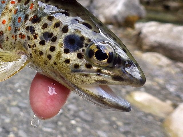 Reportage Lance département Alpes-de-Haute-Provence Avozetto Webzine Pêche Mouche