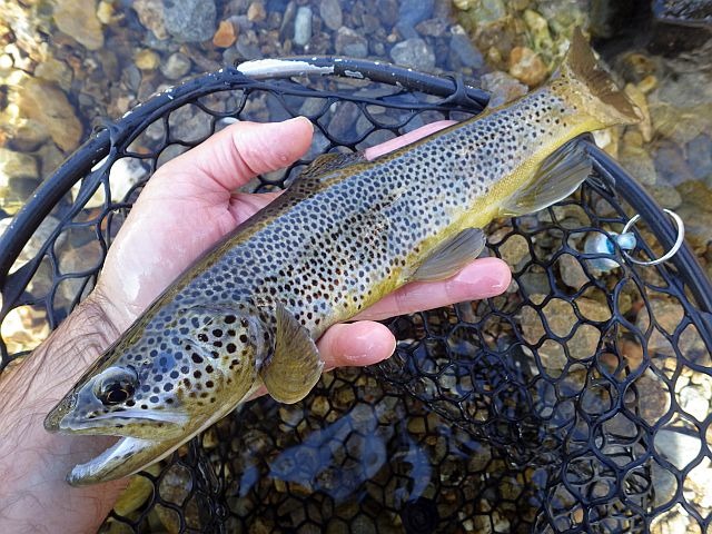 Reportage Neuvache département Savoie Avozetto Webzine Pêche Mouche