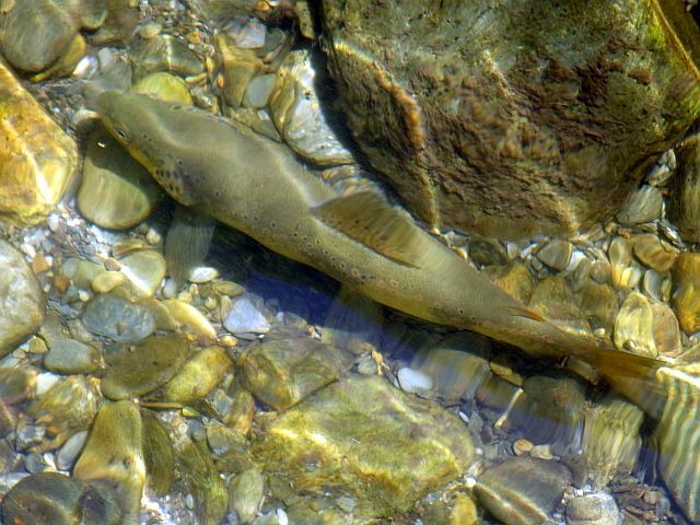 Reportage Noguera de Cardos Espagne Avozetto Webzine Pêche Mouche
