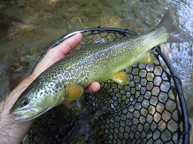 Reportage Cerknica en Slovénie Avozetto Webzine Pêche Mouche