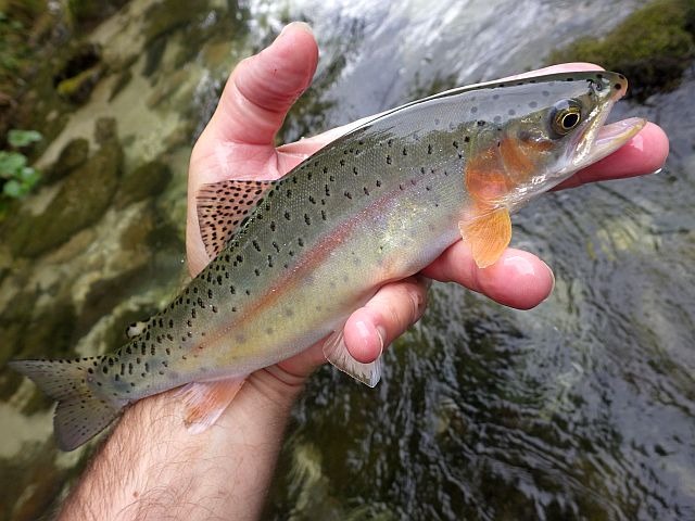 Reportage Sava Bohinjka en Slovénie Avozetto Webzine Pêche Mouche