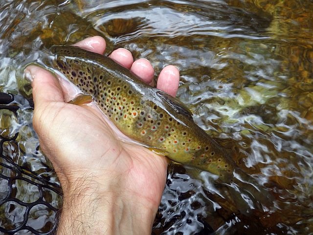 Reportage Carança dépt des Pyrénées-Orientales 66 Avozetto Webzine Pêche Mouche
