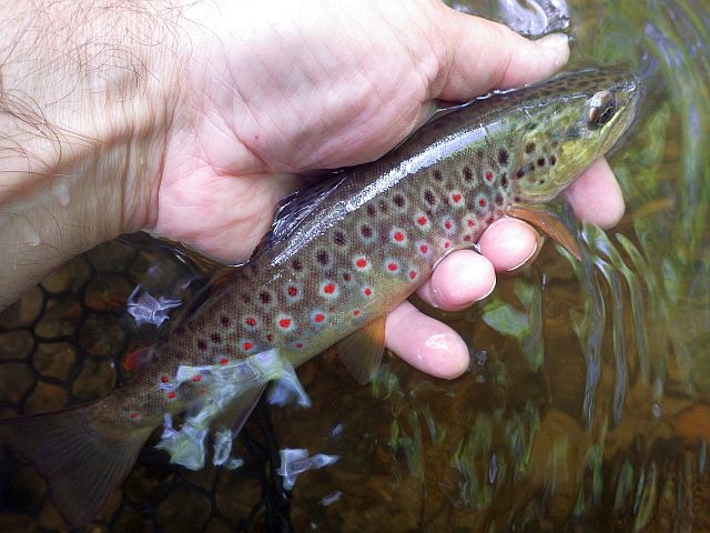 Reportage Chaloire département de Saône-et-Loire 71 Avozetto Webzine Pêche Mouche