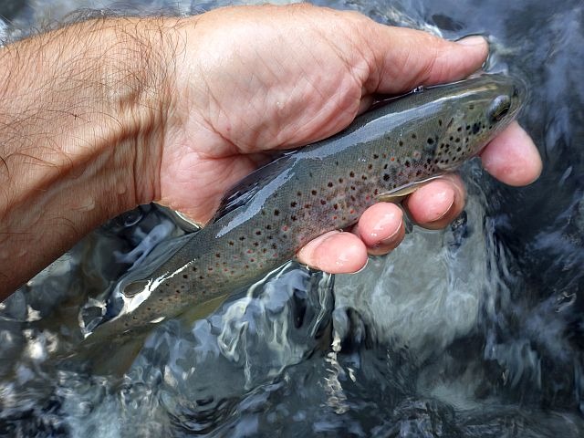 Reportage Clévieux département de Haute-Savoie 74 Avozetto Webzine Pêche Mouche