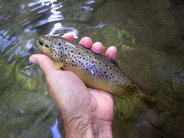 Reportage Pêche à la mouche sur le Pamphiot département de Haute-Savoie 74 Avozetto Webzine Pêche Mouche
