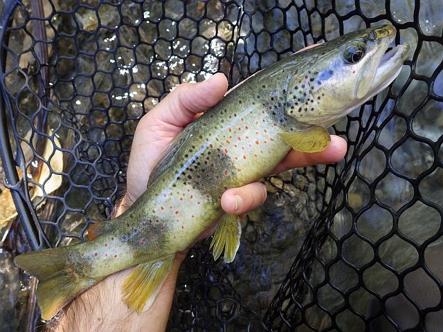 Reportage Bochard Dépt de Haute-Savoie Avozetto Webzine Pêche Mouche