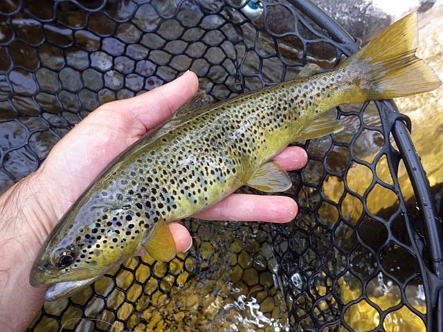 Reportage Castellane dépt 66 Pyrénées-Orientales Avozetto Webzine Pêche Mouche