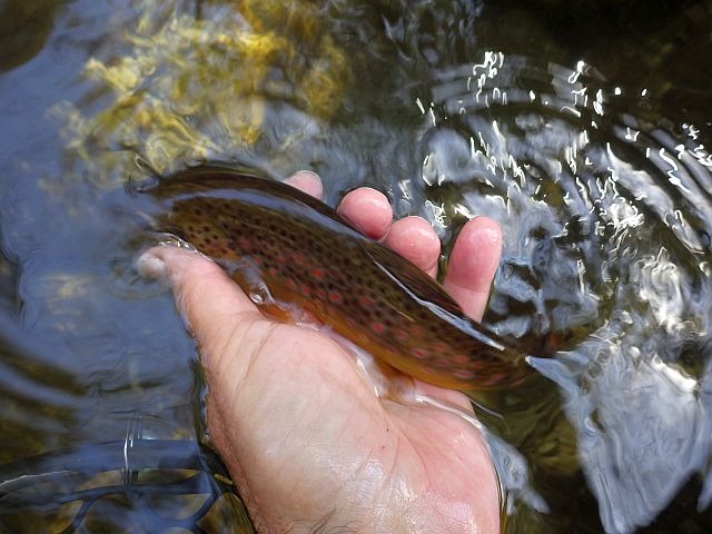 Reportage Codi dépt de la Corse Avozetto Webzine Pêche Mouche